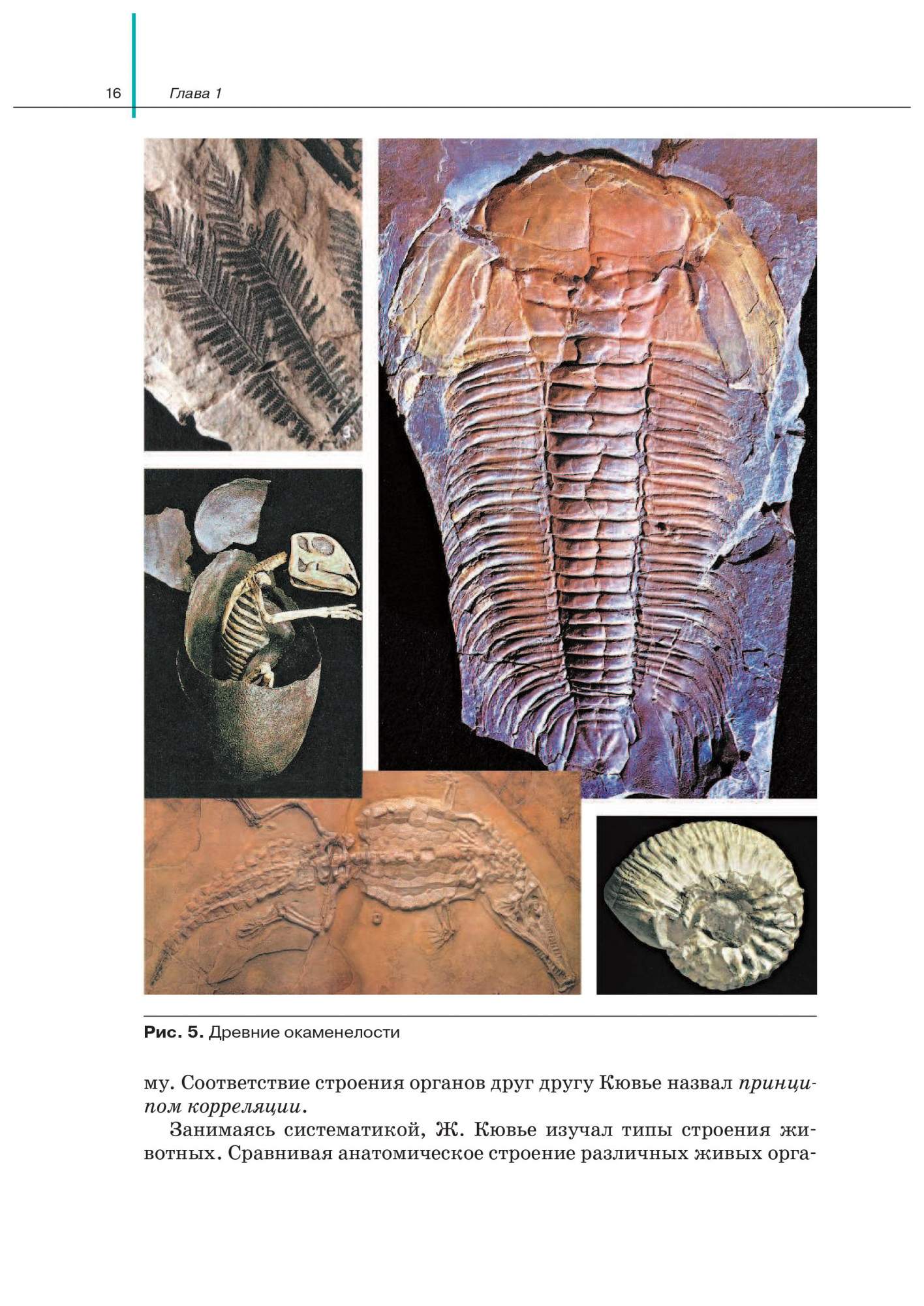 Рассмотрите фотографии окаменелых остатков древних животных. Окаменелости Чарльза Дарвина. Палеонтология наука изучающая ископаемые остатки организмов. Древние окаменелости биология 11 класс. Помобатаника изучает древней окаминелости.