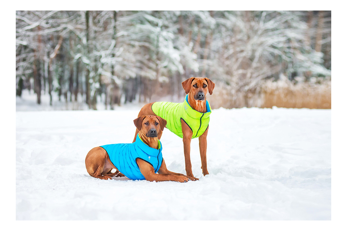 Куртка для собак AiryVest размер S унисекс, зеленый, голубой, длина спины 40 см
