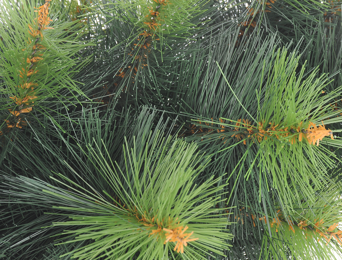 Сосна Крымская Купить В Краснодаре