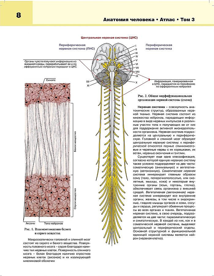 Нервная система человека анатомия фото