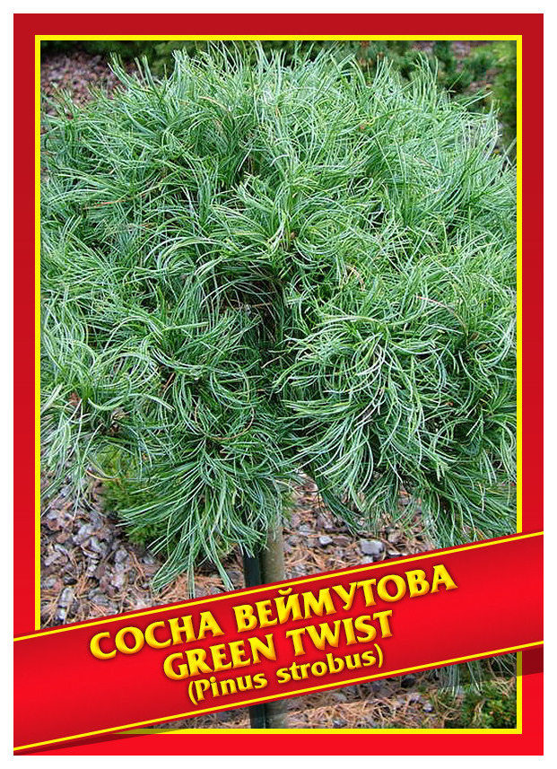 Семена сосны веймутовой. Сосна Веймутова 'Green Twist' (Pinus strobus 'Green Twist'). Сосна Веймутова tiny Curls. Сосна Грин Керлс. Грин Твист на штамбе.