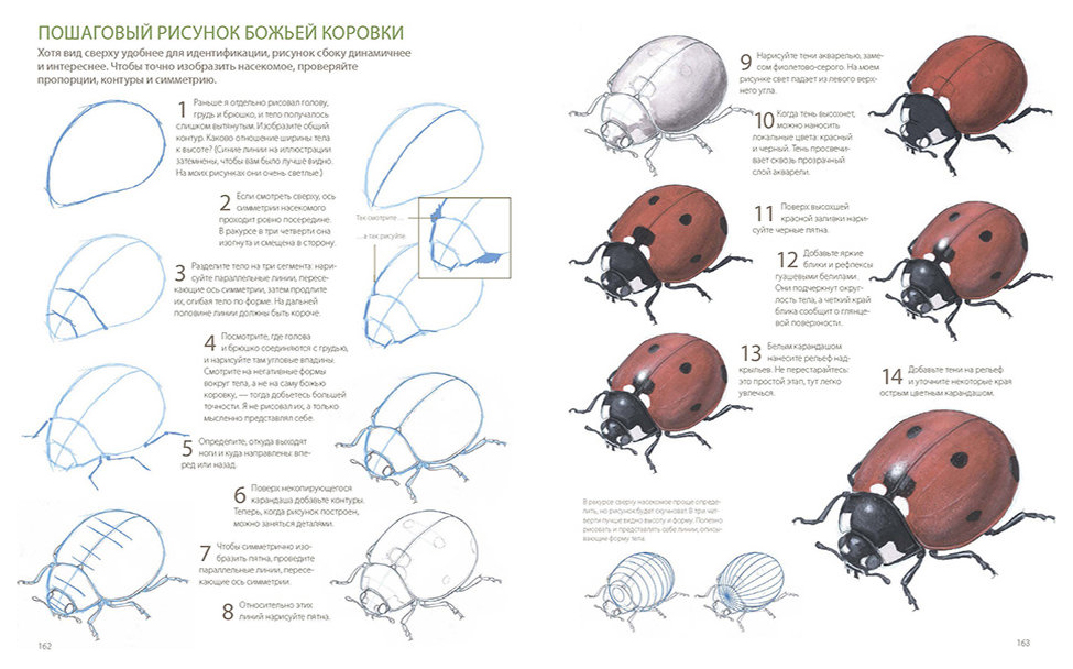 Рисование для детей Божья коровка. Нарисовать Божью коровку поэтапно. Этапы рисования Божьей коровки для детей. Рисование Божьей коровки поэтапно. Как рисовать коровку