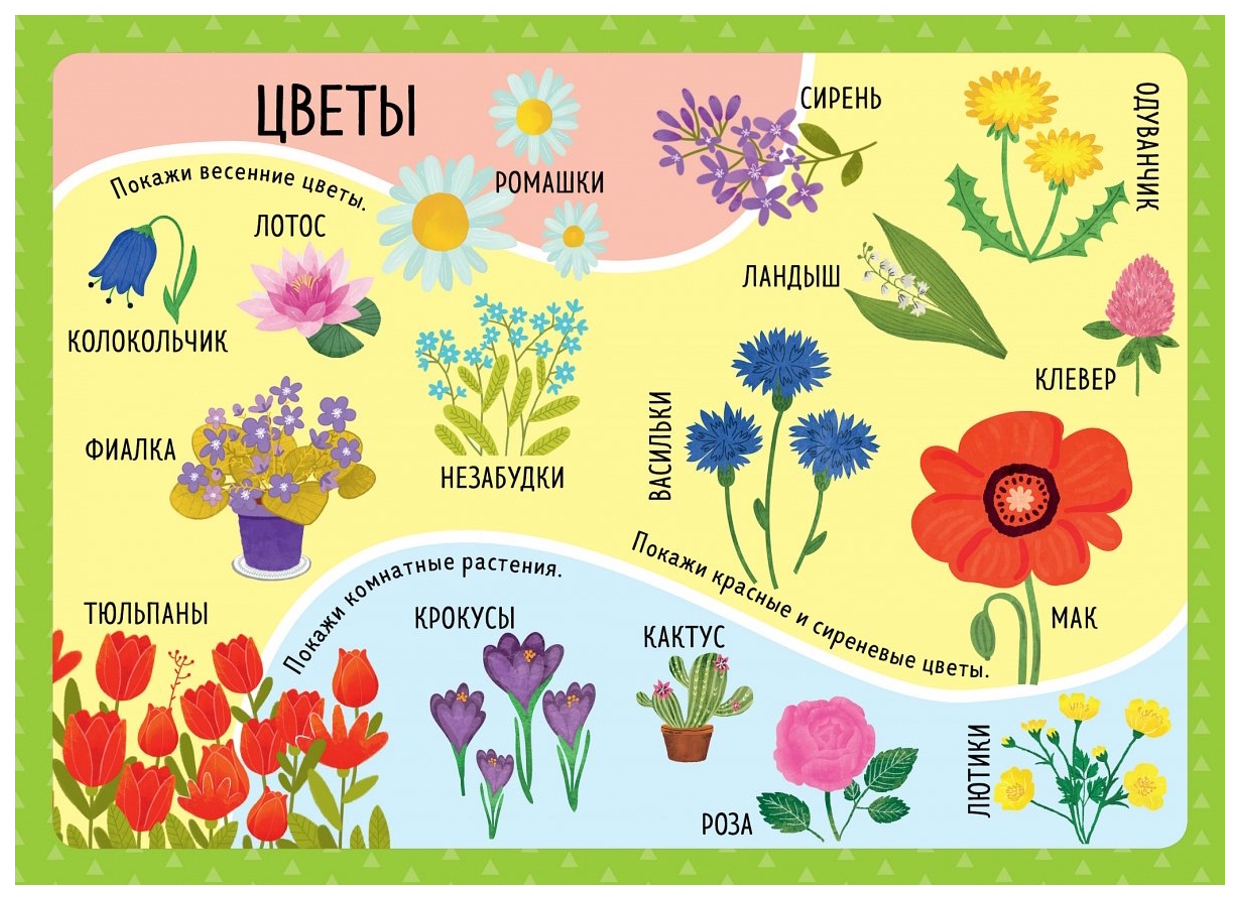 Плакаты для детей. Плакат. Цветы. Плакат цветы для детского сада. Цветы плакат для детей. Плакат полевые цветы для детей.