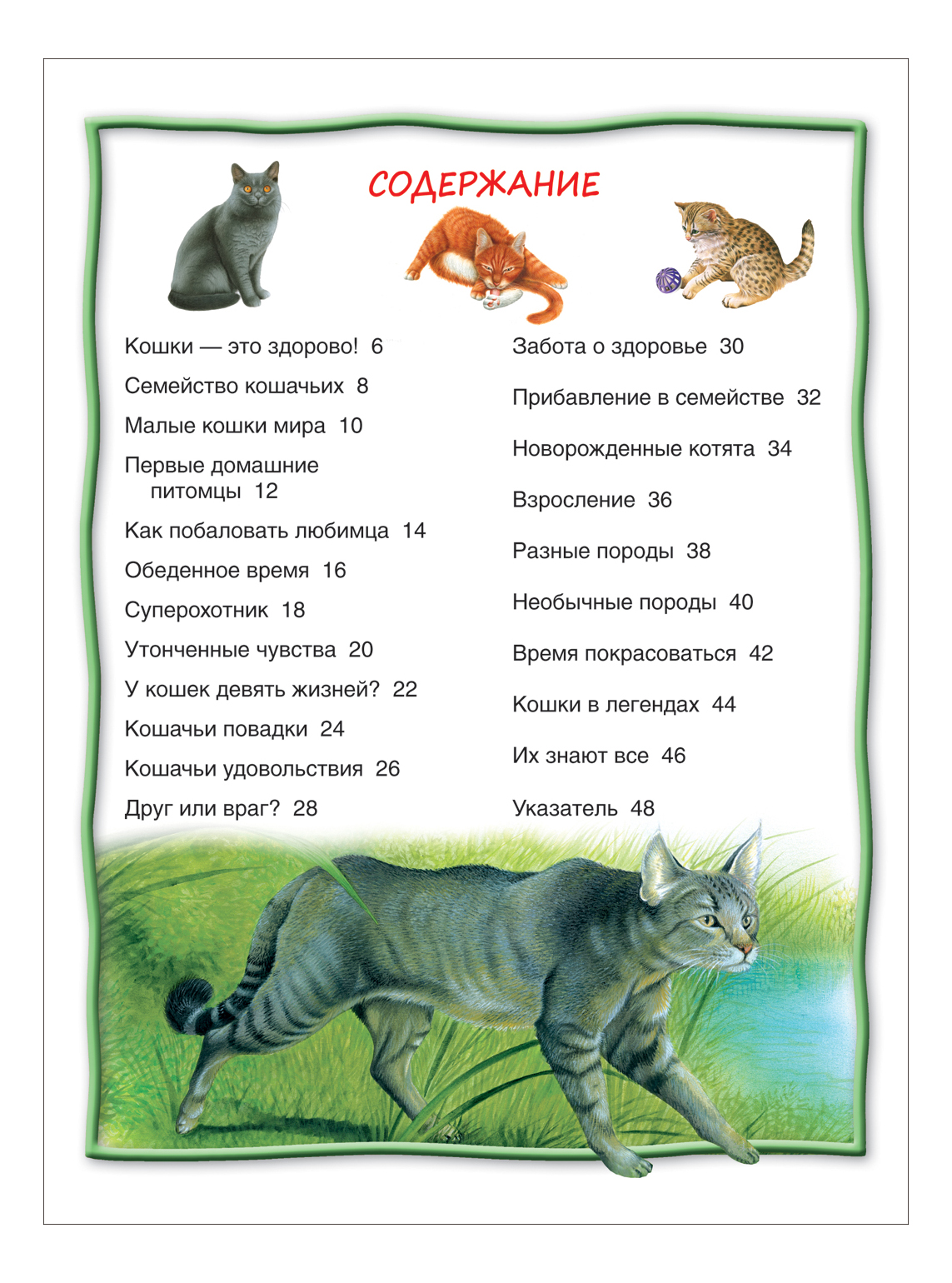 Кошки и их особенности