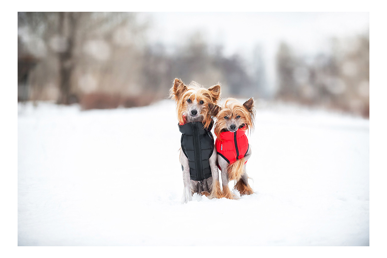 Куртка для собак AiryVest размер XS унисекс, черный, красный, длина спины 30 см
