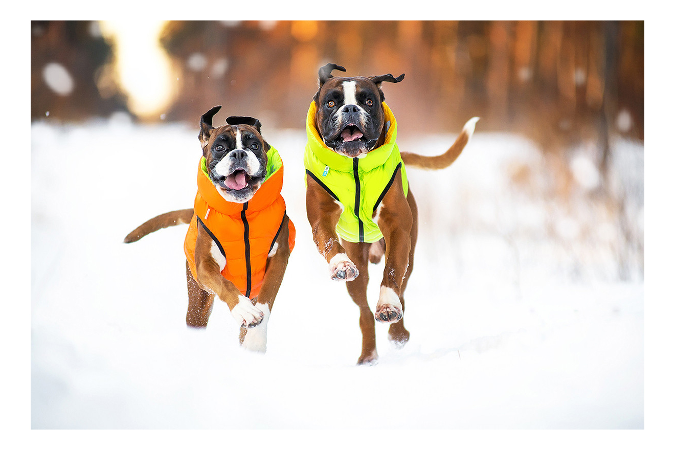 Куртка для собак AiryVest размер XS унисекс, зеленый, оранжевый, длина спины 30 см
