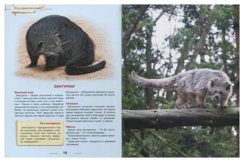 Животные вразии для детей. Животные дальнего востока. Демонстрационный материал животные. Какие животные водятся в котдивуаре. Животные северной америки.