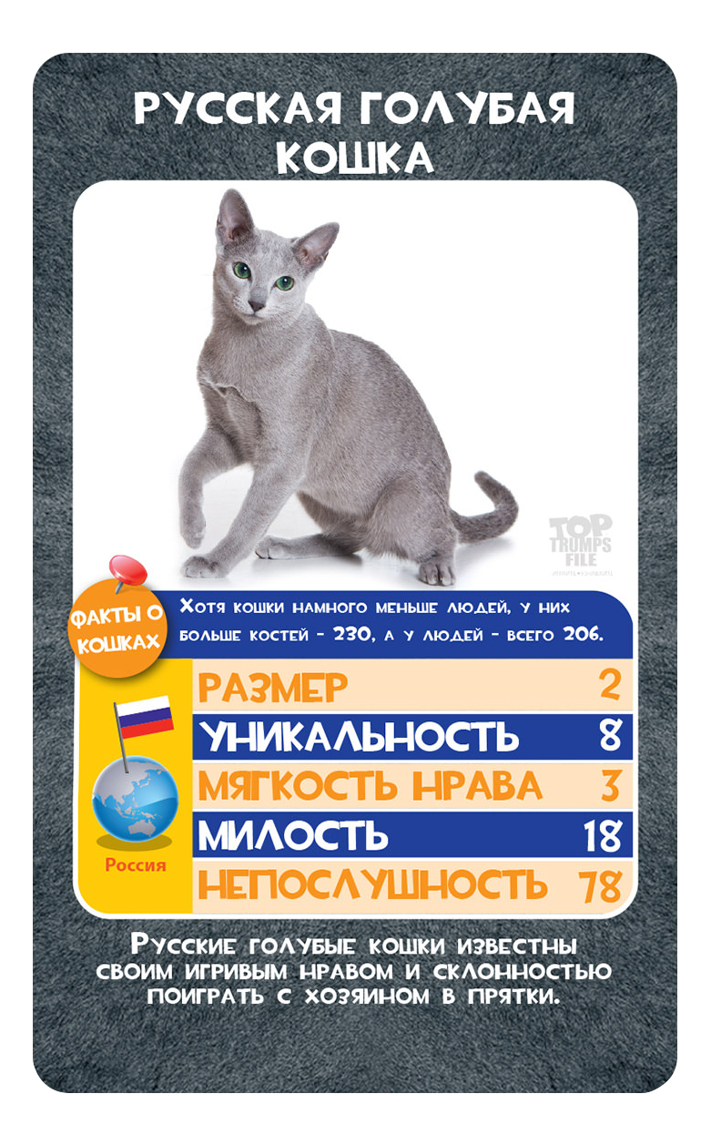 Купить семейная настольная игра TOP TRUMPS Кто тут самая непослушная? -  Кошки, цены на Мегамаркет | Артикул: 100002125332