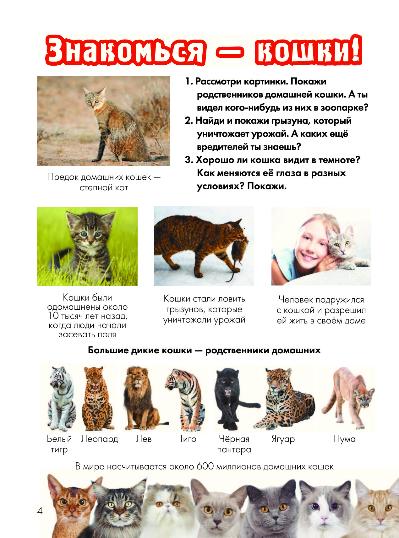 Породы диких котов с фотографиями и названиями