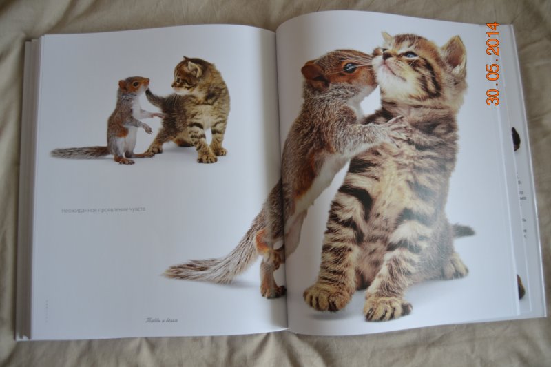 Книга Жизнь кошек - купить книги о животных в интернет-магазинах, цены на  Мегамаркет | 147018