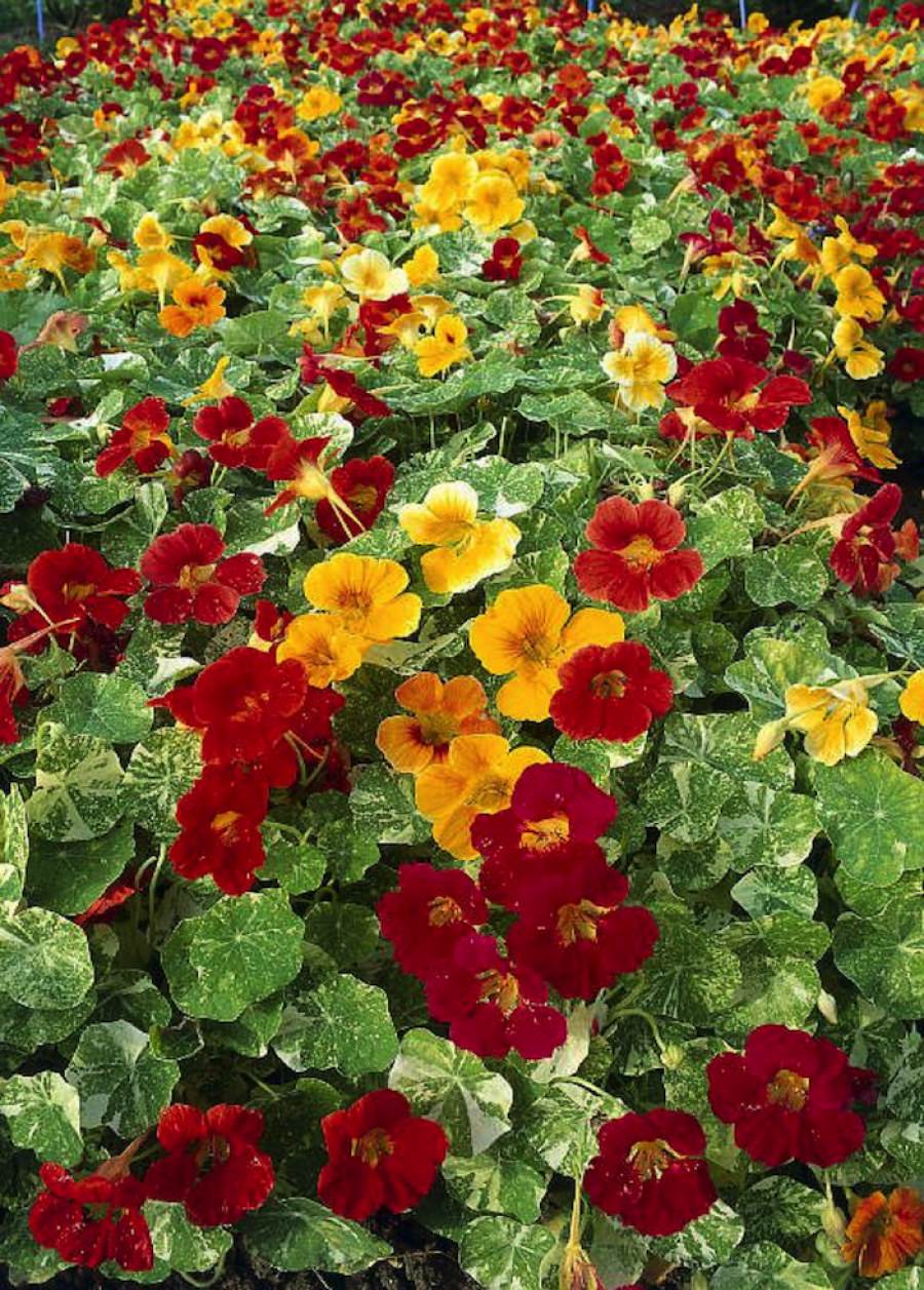 Настурция трехцветная (Tropaeolum Tricolor)