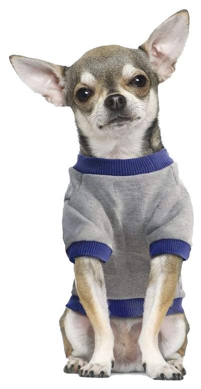 Толстовка для собак Triol Minnie College размер XS унисекс, серый, длина спины 20 см