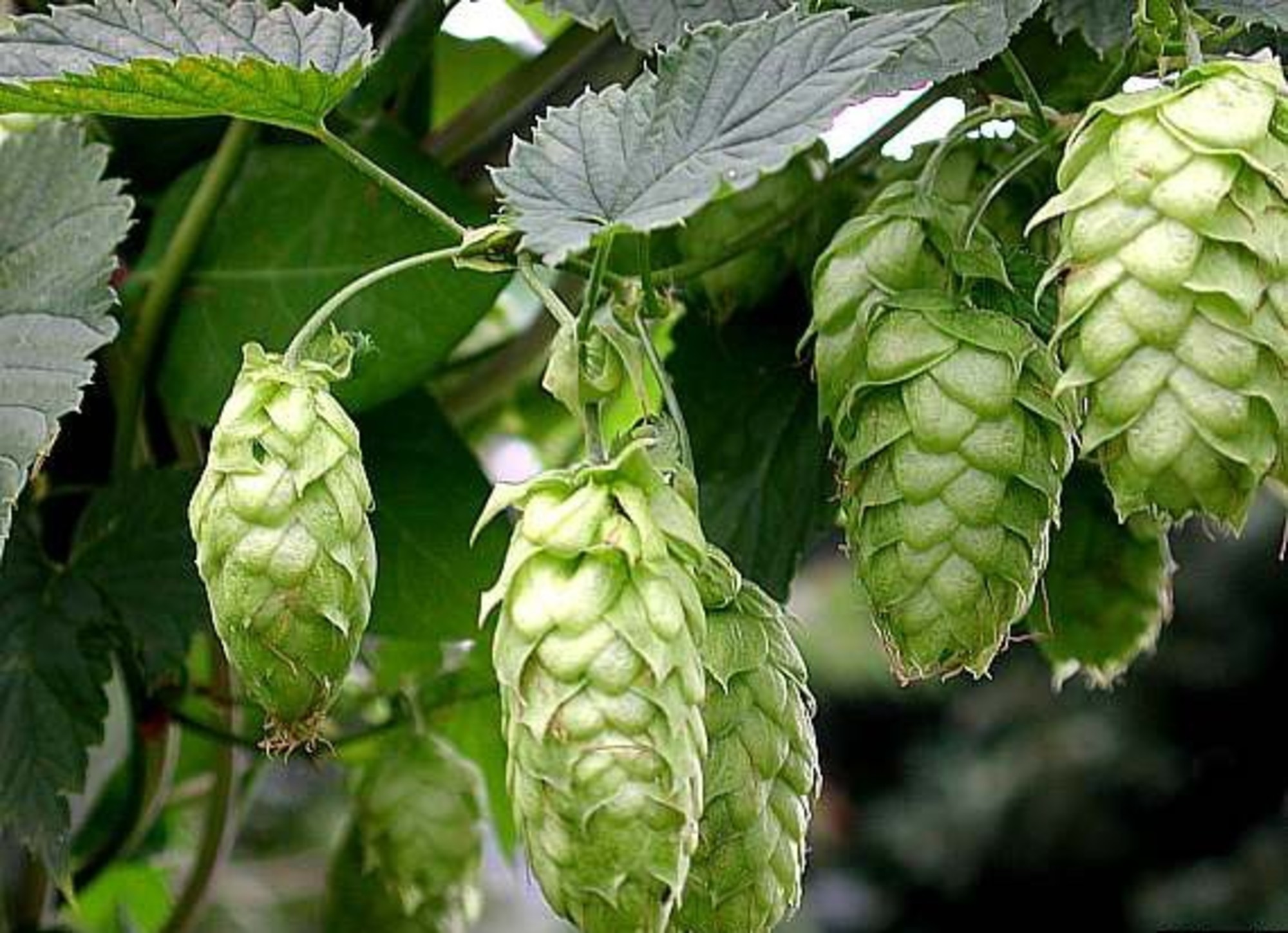 Хмель/Humulus