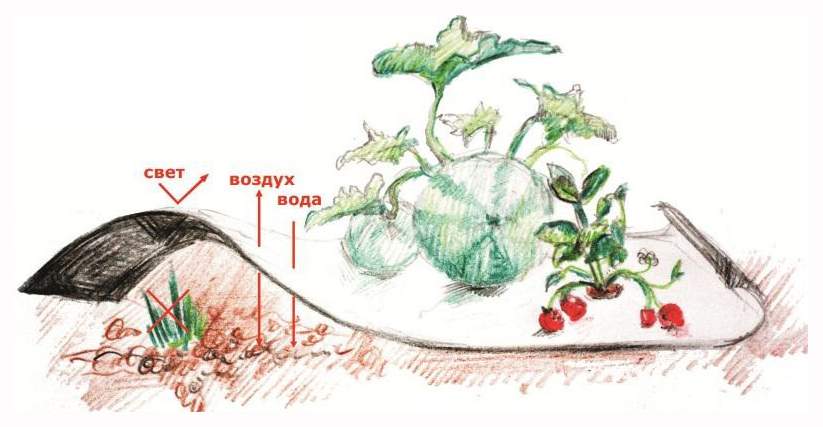 Схема мульчирования корой