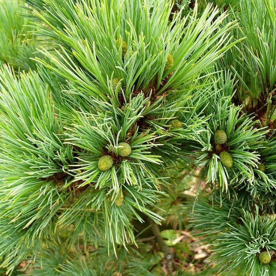 Pinus peuce