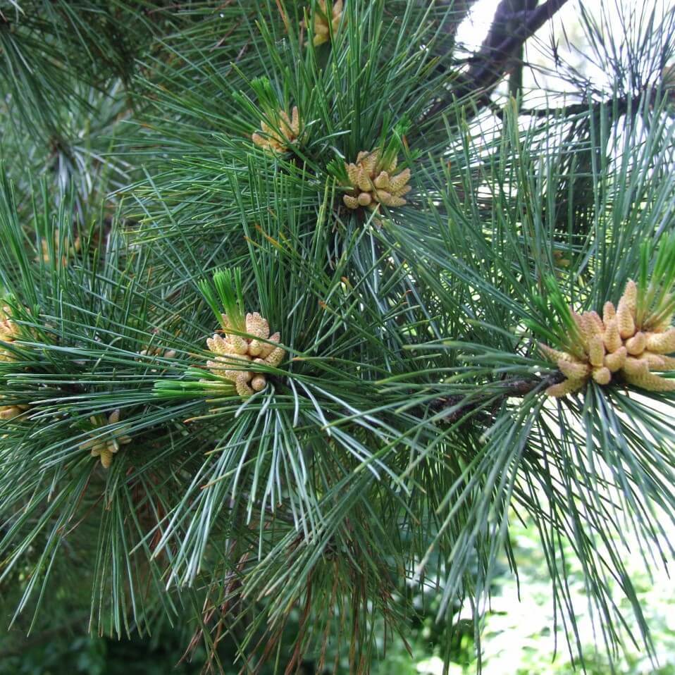 Pinus peuce