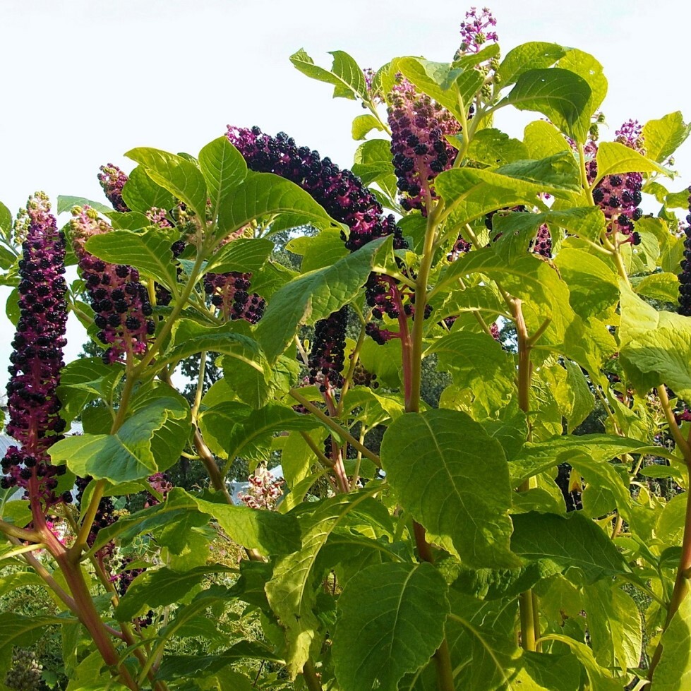 Лаконос американский описание. Фитолакка лаконос. Phytolacca (лаконос американский). Лаконос фитолакка костянковый. Фитолакка (Phytolacca Americana).