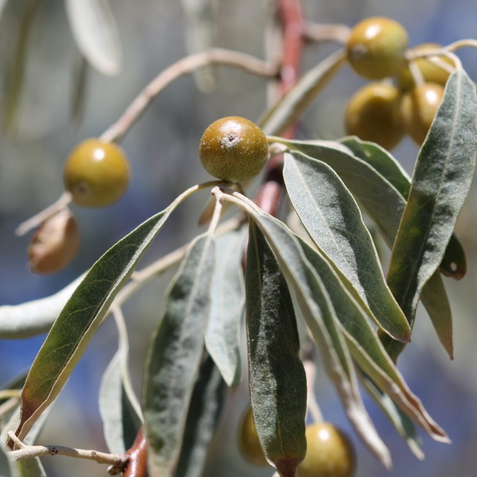 лох узколистный фото. лох узколистный ангустифолия. лох узколистный (elaeagnus angustifolia). лох узколистный elaeagnus. лох узколистный кустарник.