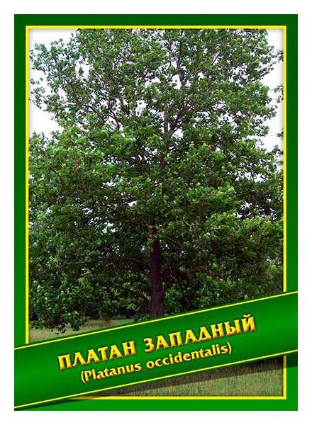 Завод платан фрязино. Платан Западный семена. ООО Платан Энгельс. ООО Платан Энгельс 413 116.