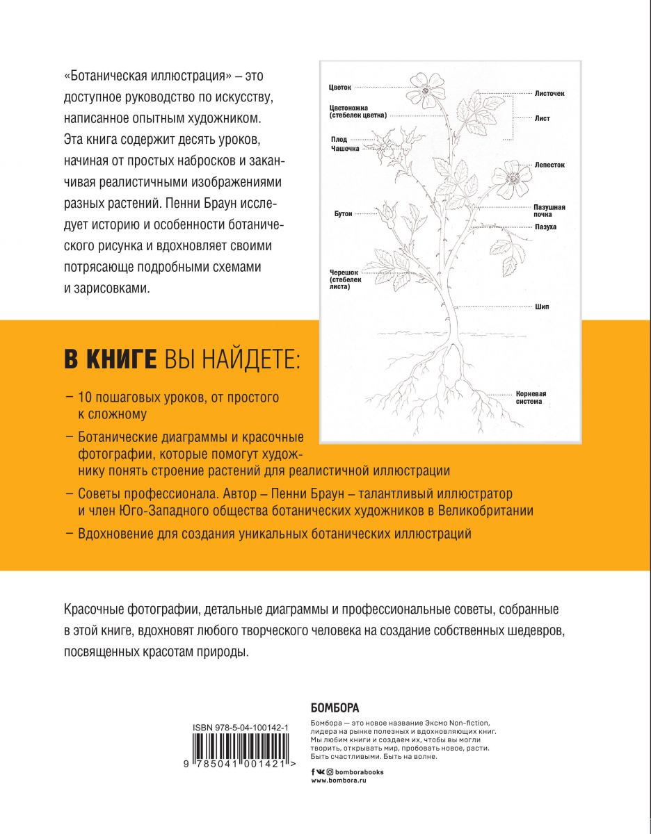 Ботаническая иллюстрация пошаговое руководство от эскиза до готовой композиции