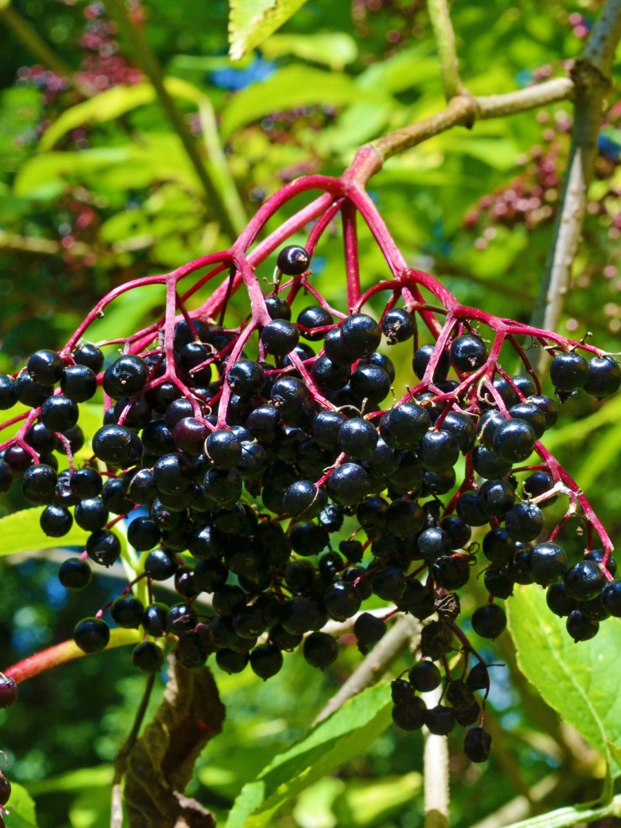 Бузина канадская. Бузина вкус. Бузина черноплодная. Бузина ягода съедобная. На что похожа бузина.
