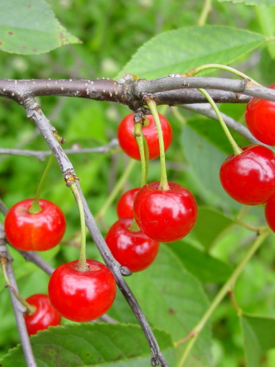 Вишня аморель розовая. Вишня брусницына описание. Вишня морель брянская. Сорта вишни с розовыми плодами 7. Сорта вишни с розовыми плодами 7.