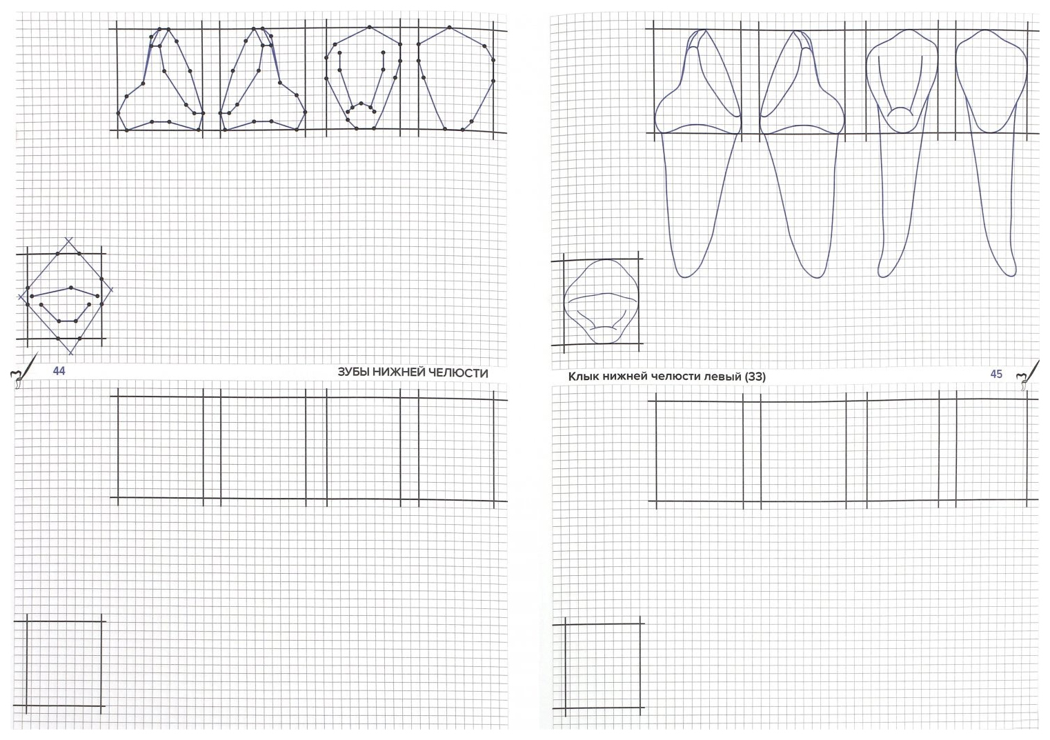 Рабочая тетрадь схематическое изображение зубов