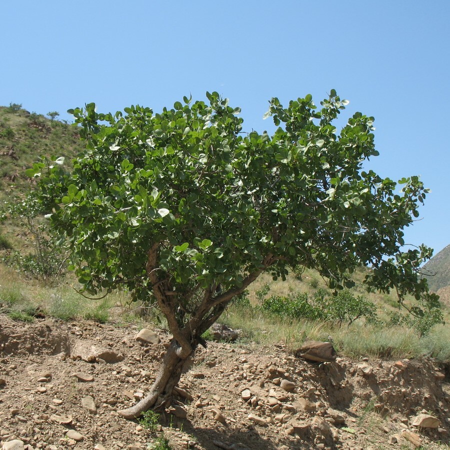 Горные фисташки фото