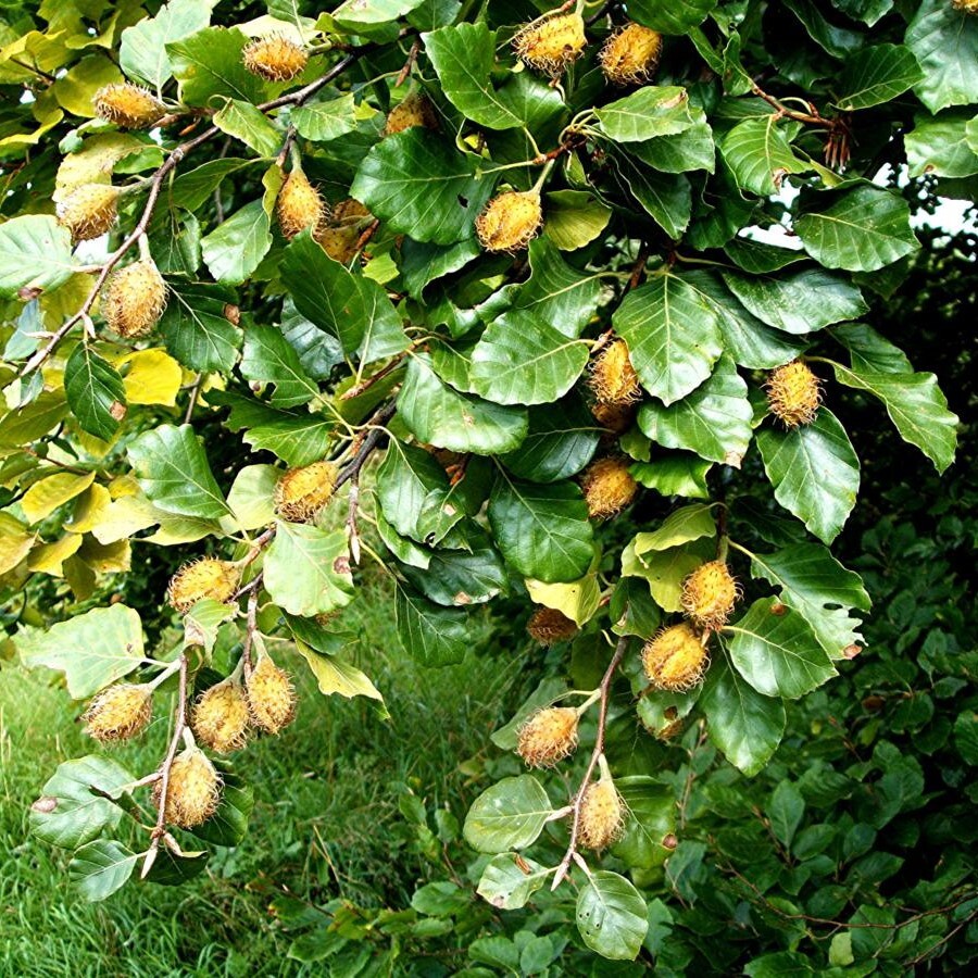 Бук Восточный – Fagus orientalis. Бук Лесной. Бук Лесной Европейский. Буковый орех чинарик.