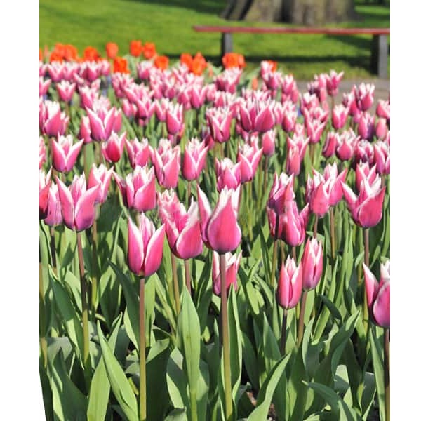 Тюльпаны лилиецветные клаудиа. Тюльпан клаудиа фото. Тюльпан клаудия (лилиецветный). Тюльпаны лилиецветные tulipa lily-flowering. Тюльпан клаудия (лилиецветный).