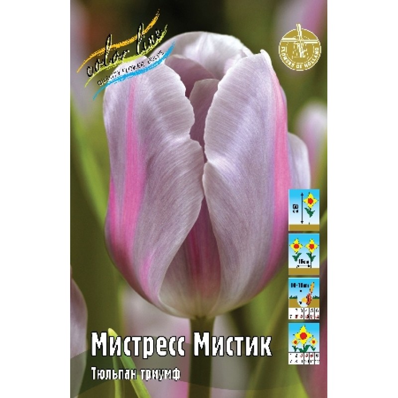 Купить тюльпан мистресс (tulipa mistress), 150 шт (разбор 11/12) по цене 6 210 р