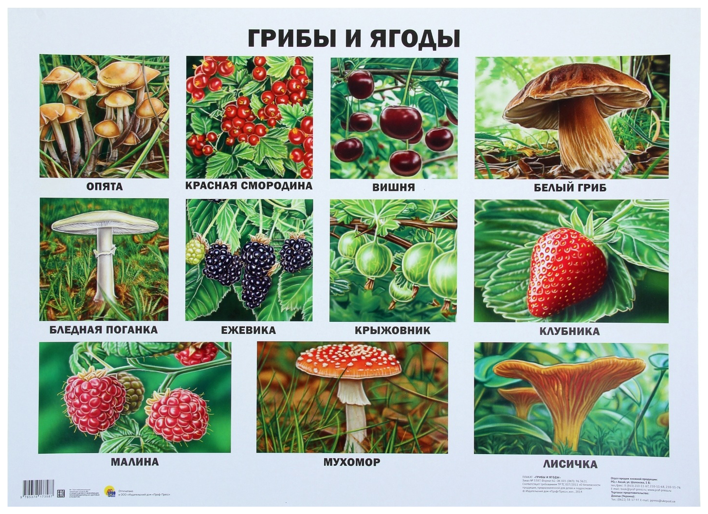 Съедобные и несъедобные грибы и ягоды для детей