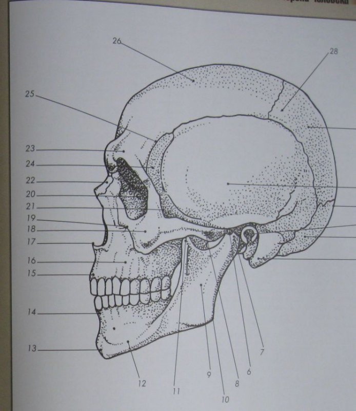 Строение черепа рисунок. Строение черепа человека вид сбоку. Череп человека сбоку анатомия. Череп сбоку рисунок анатомия с подписями. Череп анатомический сбоку.
