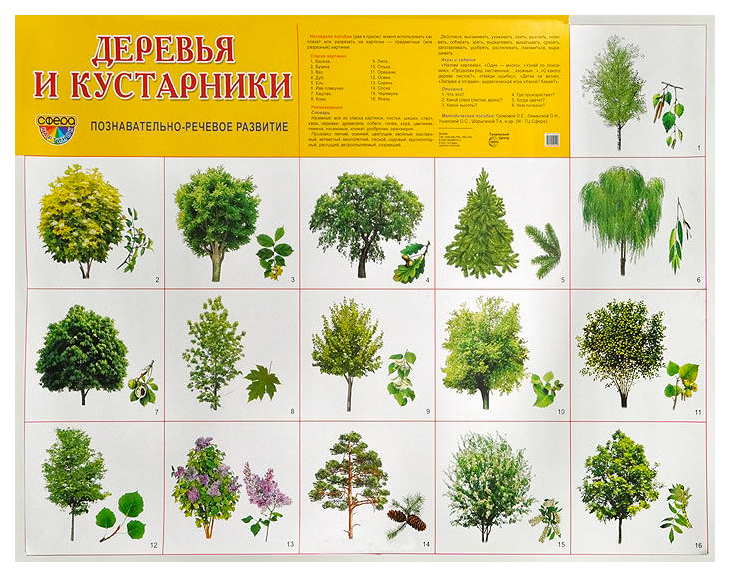 Деревья с названиями в картинках для детей