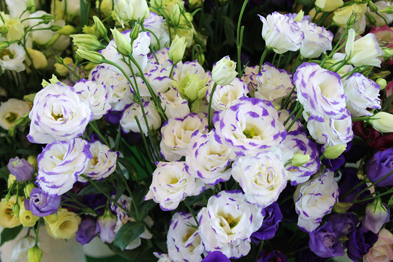 Pin on BLOEMEN
