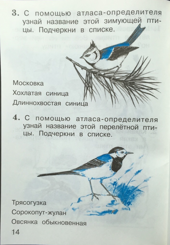 С помощью атласа определителя узнайте. Атлас определитель синицы. Атлас определитель виды синиц. Птицы с помощью атласа определителя. Атлас определитель птиц синица.