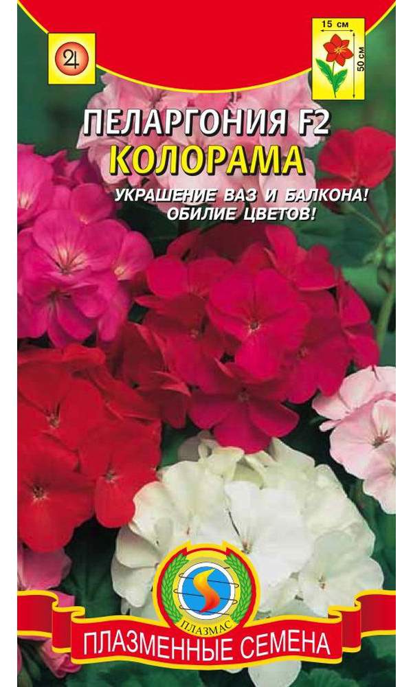 Семена Цветов Купить Герань