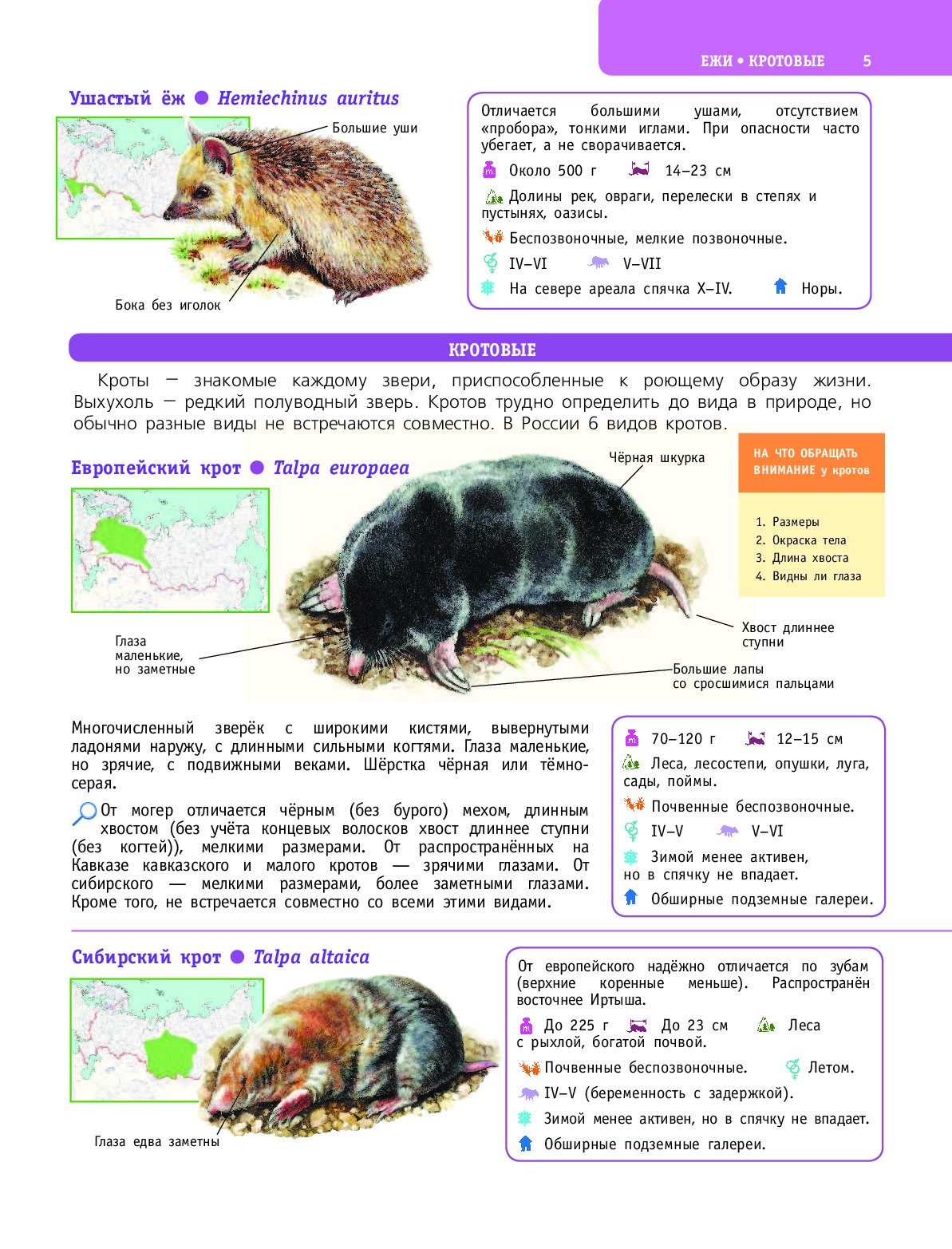 В сравнении с кротом еж крупнее мельче. Большой определитель птиц зверей насекомых. Большой определитель птиц зверей насекомых и растений России. Книга большой определитель птиц зверей насекомых и растений России. Крот впадает в спячку зимой.