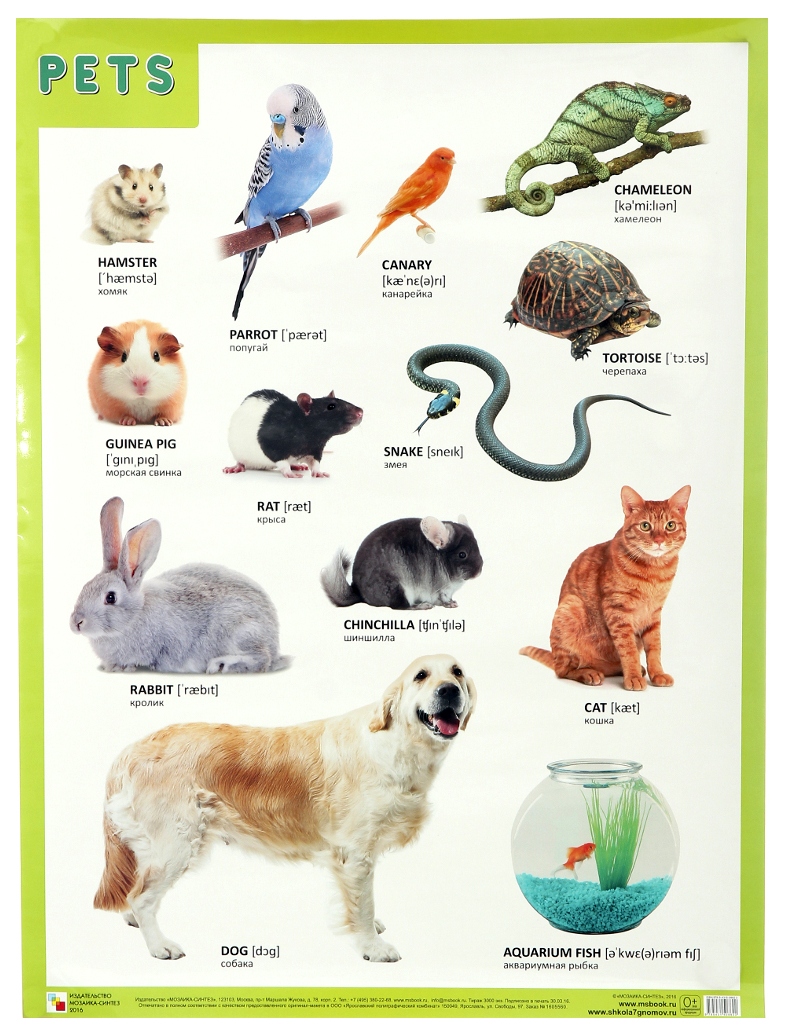Домашние животные список для квартиры с фото