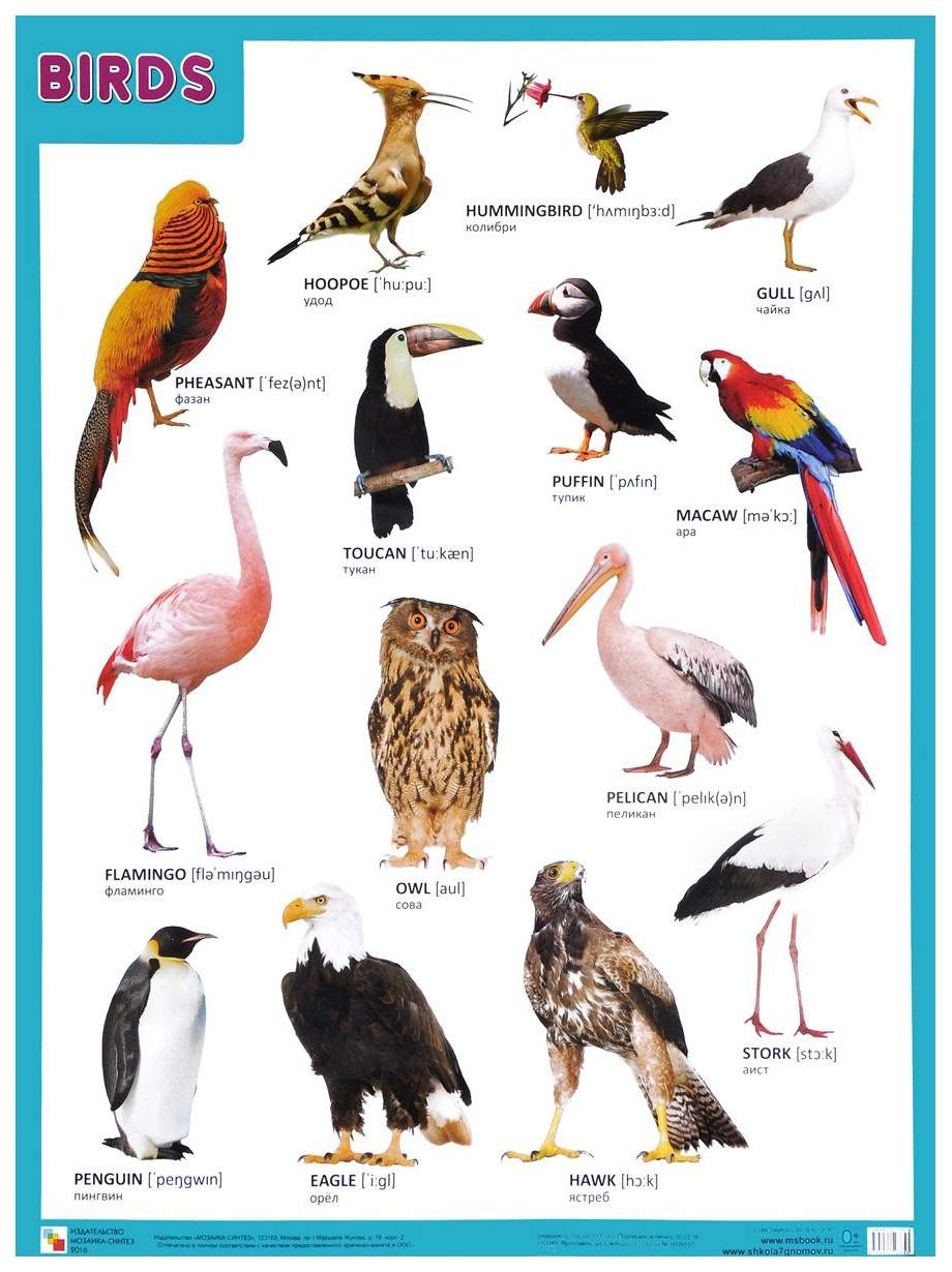 Разнообразные птицы и их названия