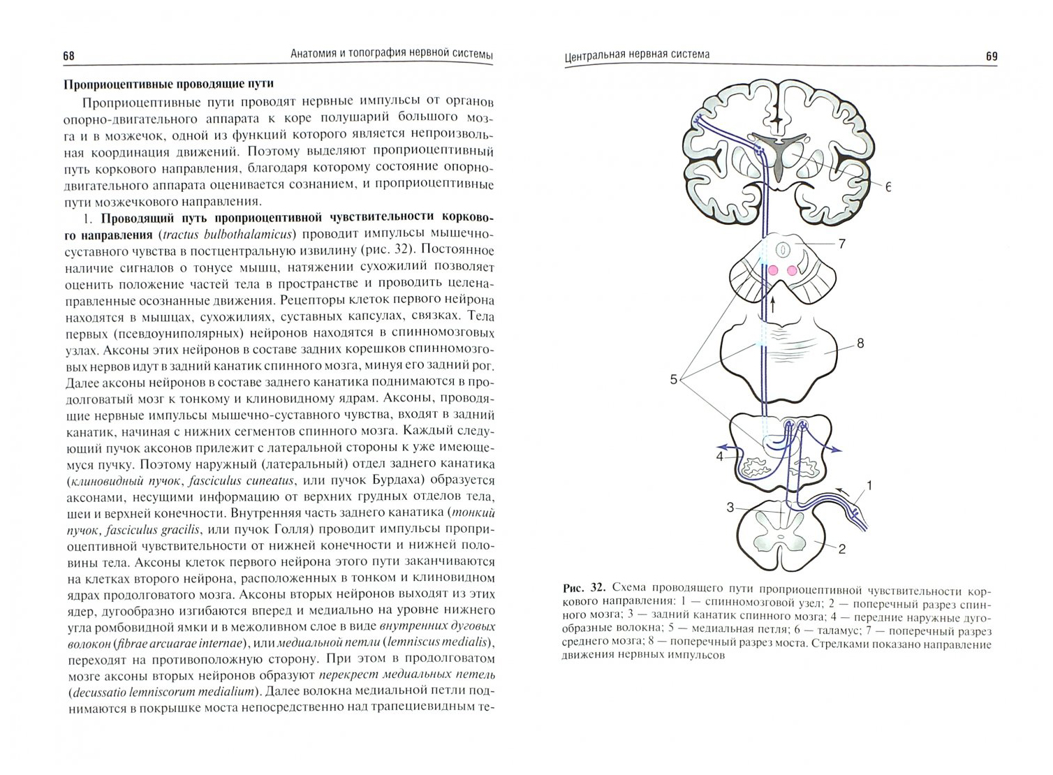 Система читать. Анатомия нервной системы по учебнику Сапина. Топография нервной системы. Общая топография нервной системы. Сапин нервная система.