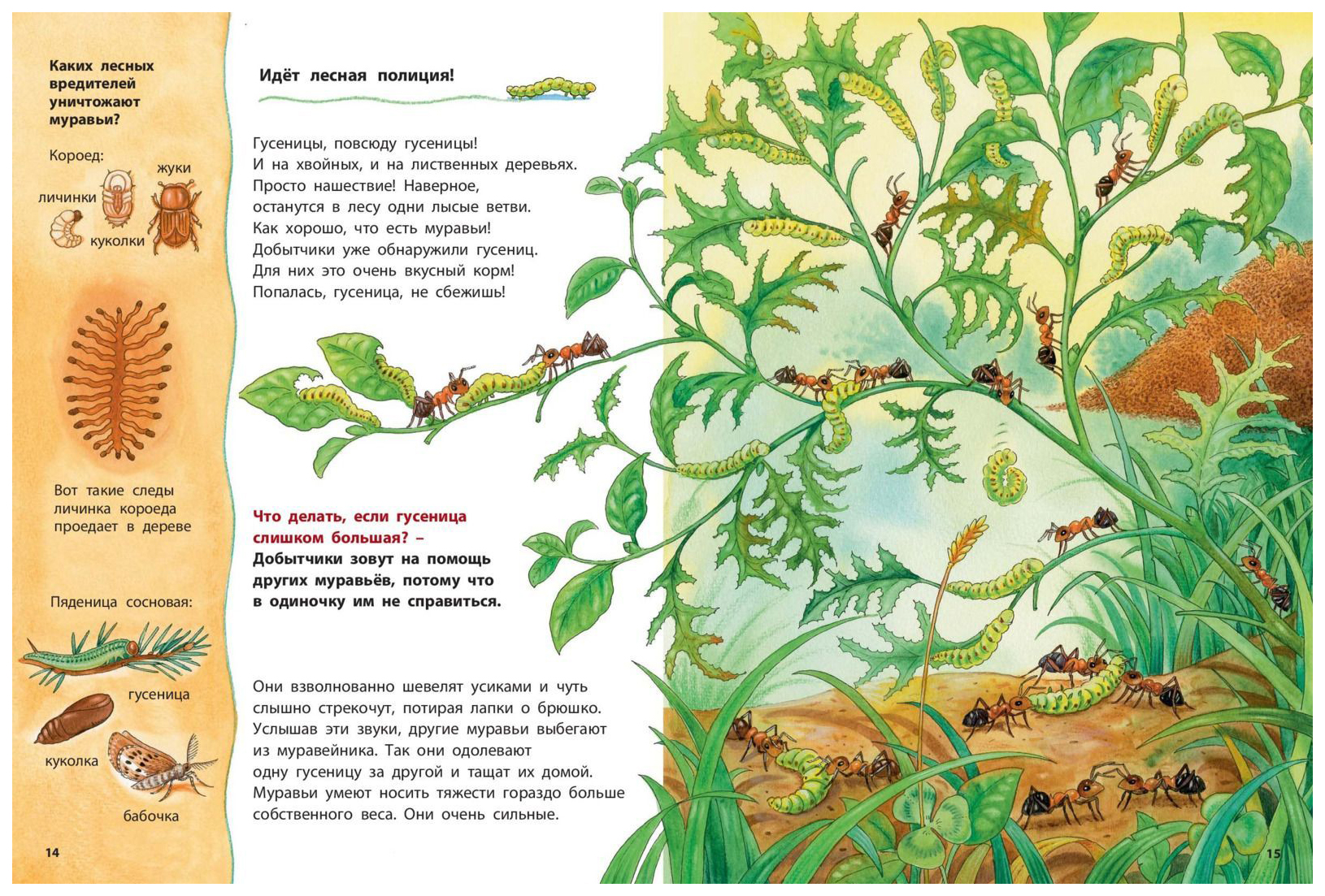Описать где ты живешь. Где живёт муравьишка Познавательные истории Райхенштеттер Фридерун. Познавательные истории муравьишка. Книги про муравьев для детей. Книги о муравьях для детей.
