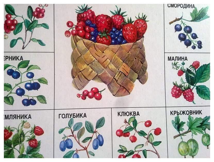 Демонстрационные Картинки Ягоды