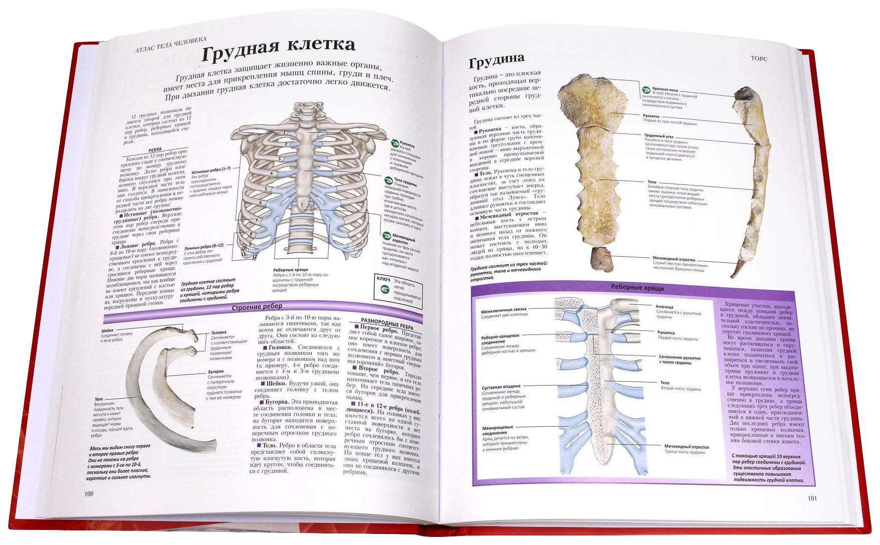 Анатомия книга с картинками