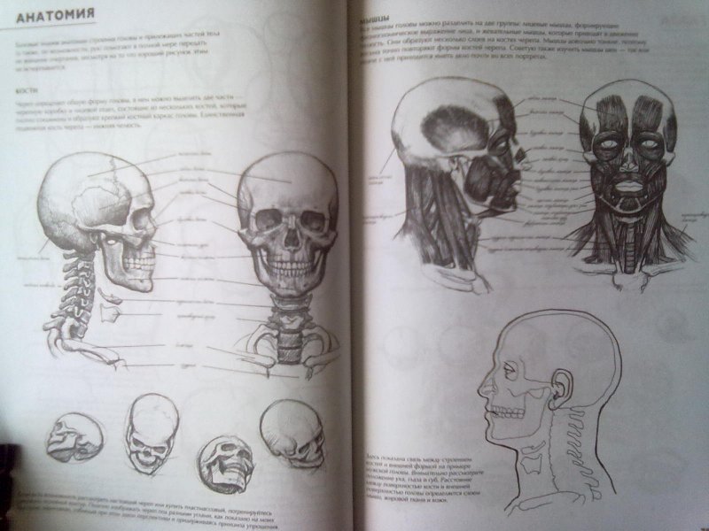 Джованни Чиварди рисование фигуры человека. Джованни Чиварди анатомия для художника. Чиварди рисование полное руководство. Рисование полное руководство