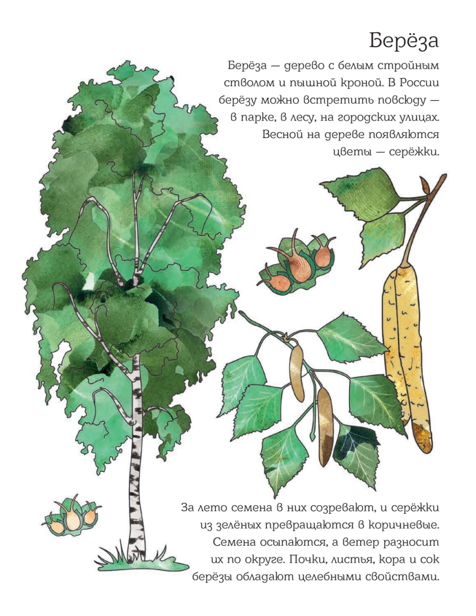 Описание листьев березы для гербария 5 класса