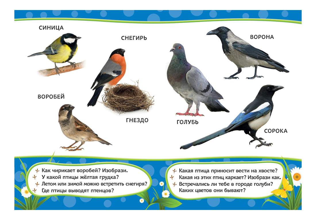 Птицы надо. Изучаем птиц для детей. Птицы с названиями для детей. Птицы Учим с детьми. Изучаем зимующих птиц с детьми.