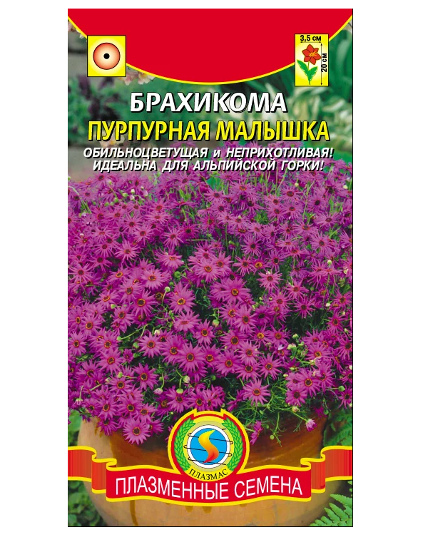 Брахикома иберисолистная ГОЛУБАЯ НЕЖЕНКА - ООО "ГРУППА КОМПАНИЙ "ГАВРИШ" - "Брах