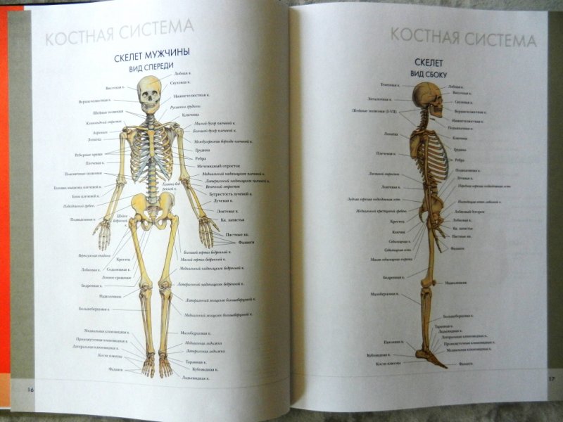 Женский скелет вид сбоку