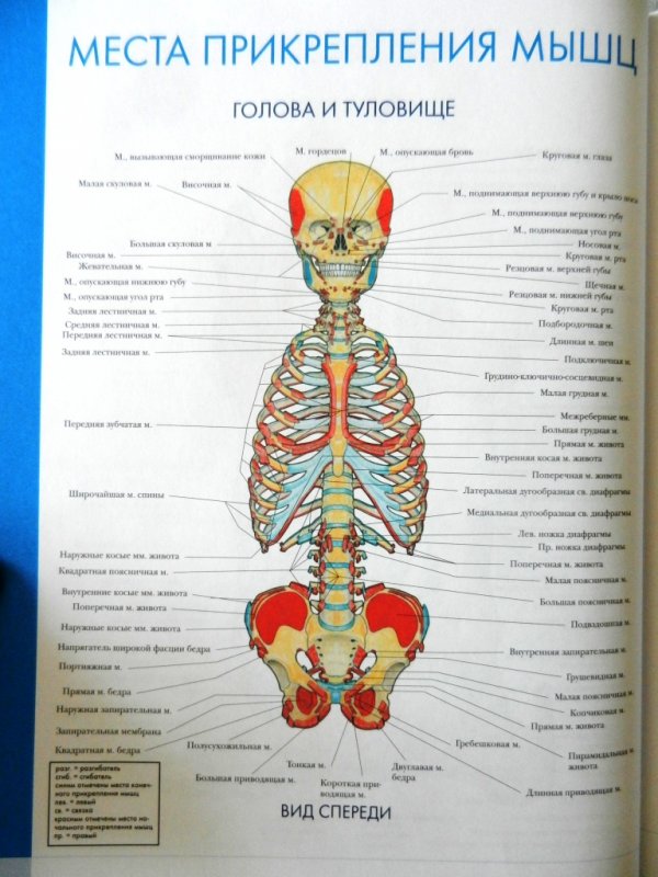 Атлас организма человека в цветных картинках